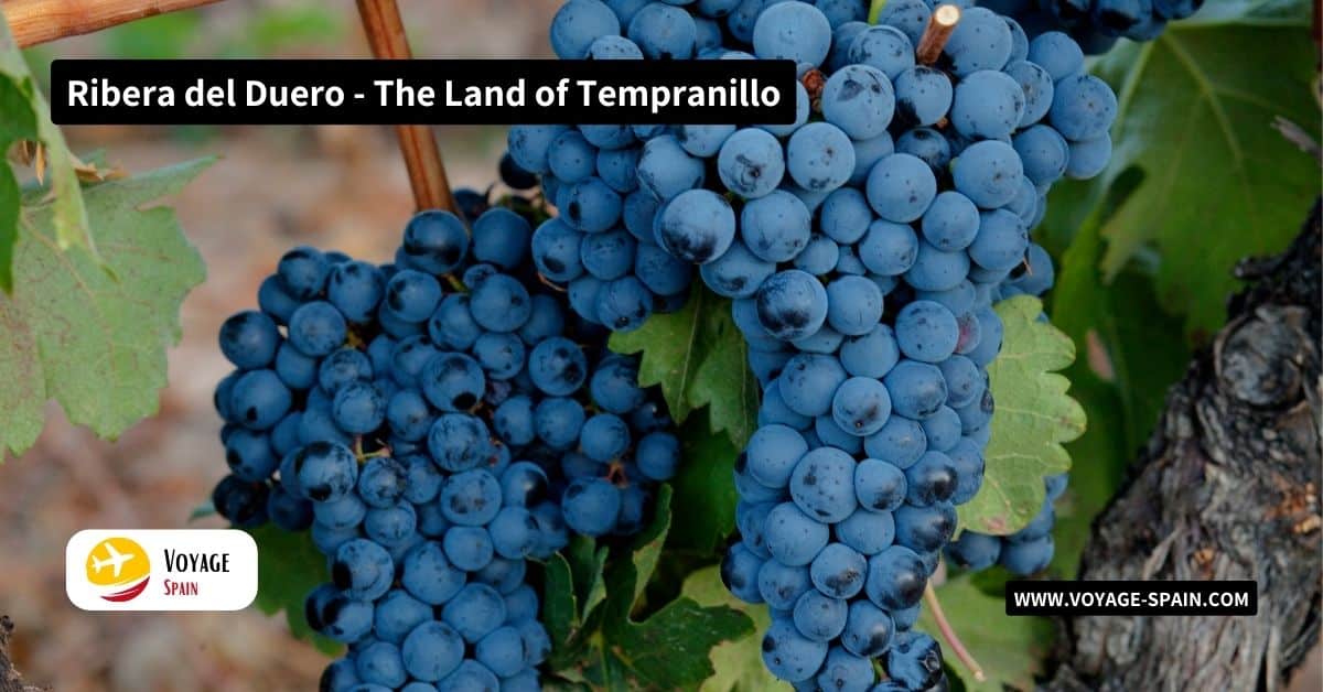 Ribera del Duero - The Land of Tempranillo