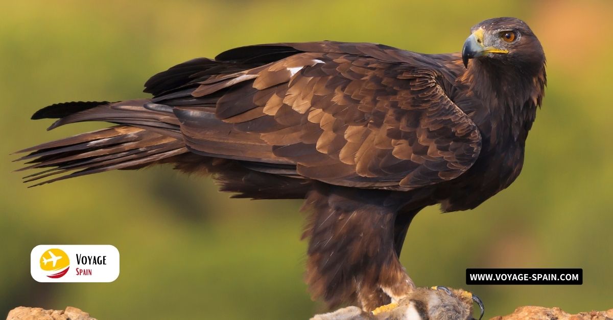 Majestic Eagles of Spain_ Wildlife and Conservation