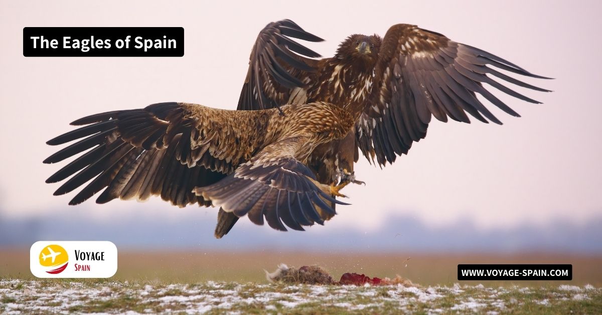 The Eagles of Spain